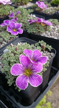 Oxalis enneaphylla 'Gwen McBride' - 8cm pot 